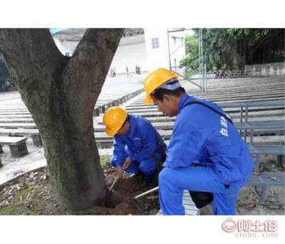 口碑好的白蚁灭杀嘉信白蚂蚁防治提供 白蚁灭杀策划