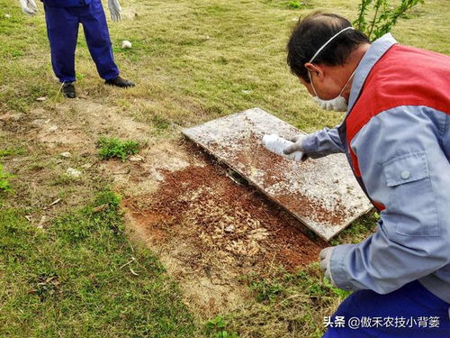 白蚁个小危害大,夏季是白蚁高发期,怎么防治家里和地里的白蚁