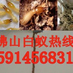 供应南海区沙头白蚁防治所沙头白蚁灭杀-沙头预防白蚁-沙头白蚁防治