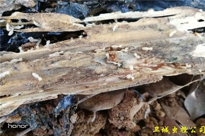 白蚁防治协会