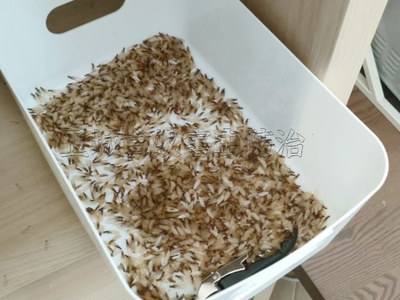 凤岗白蚁防治站,东莞凤岗灭白蚁
