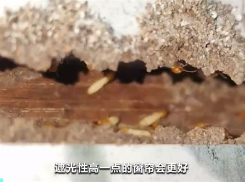居民家中吊顶被白蚁吃空坍塌 该如何防范白蚁