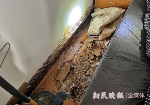 上海人注意 令人头皮发麻的它们又来了 第二波 声势浩大 提醒 自行处理要谨慎