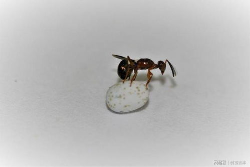 吉林省迪丰生物科技有限责任公司简介