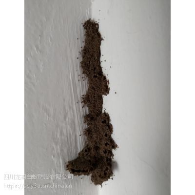 自贡白蚁,白蚁防治,内江白蚁,宜宾白蚁,白蚁防治,白蚁灭杀