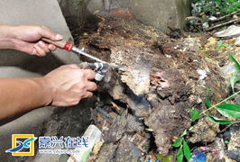 联手端掉白蚁穴