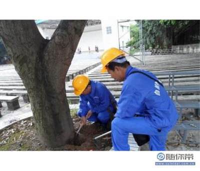 福州白蚁灭杀_想要有口碑的白蚁灭杀就找嘉信白蚂蚁防治