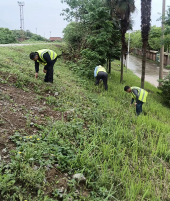 武汉电视台:青山区抓住白蚁防治关键期上堤巡查