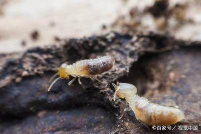 灭杀白蚁需要多长时间 白蚁防治来告诉你